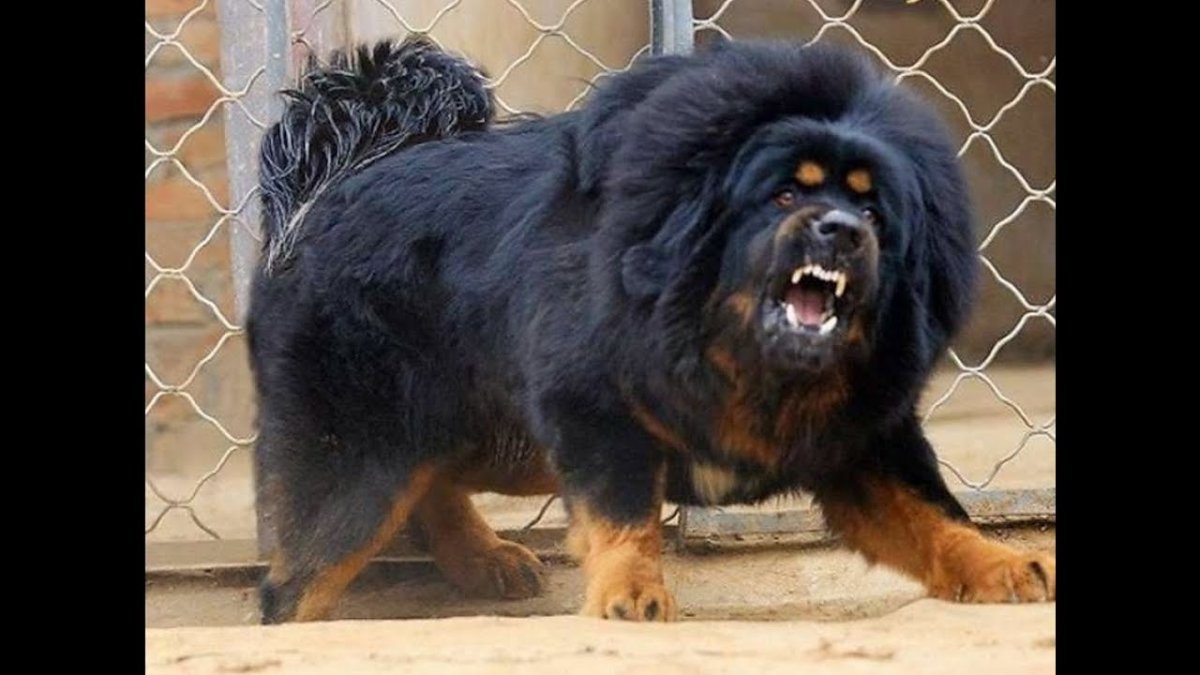 Тибетский мастиф и алабай