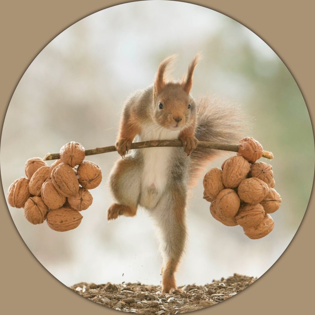Орешки для белки