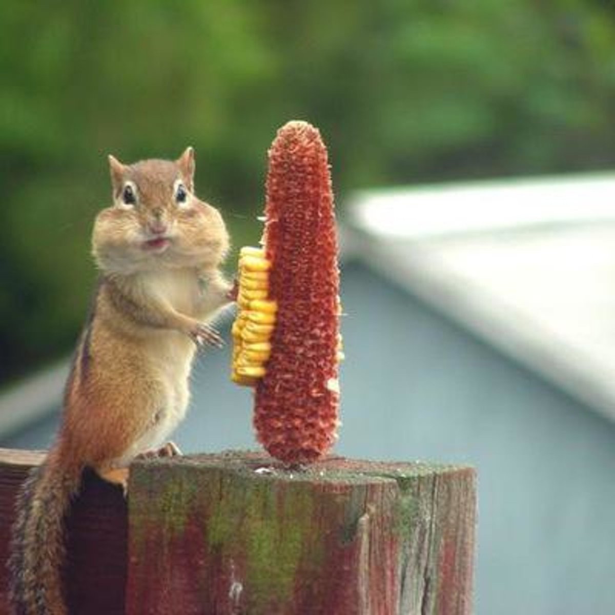 Пафол на Хой хомяк