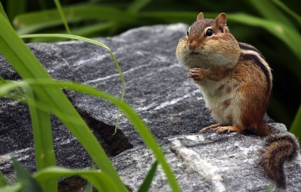 Рыжехвостый бурундук