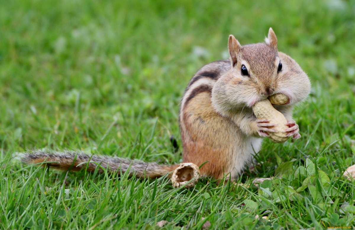 Рыжехвостый бурундук