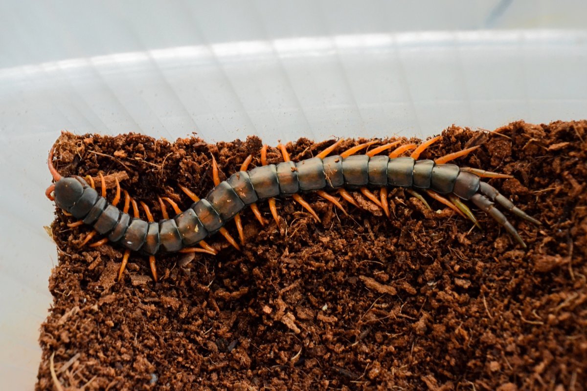 Мадагаскарская сколопендра