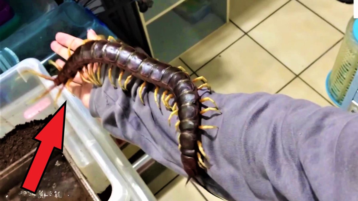 Обыкновенная мухоловка (Scutigera coleoptrata)