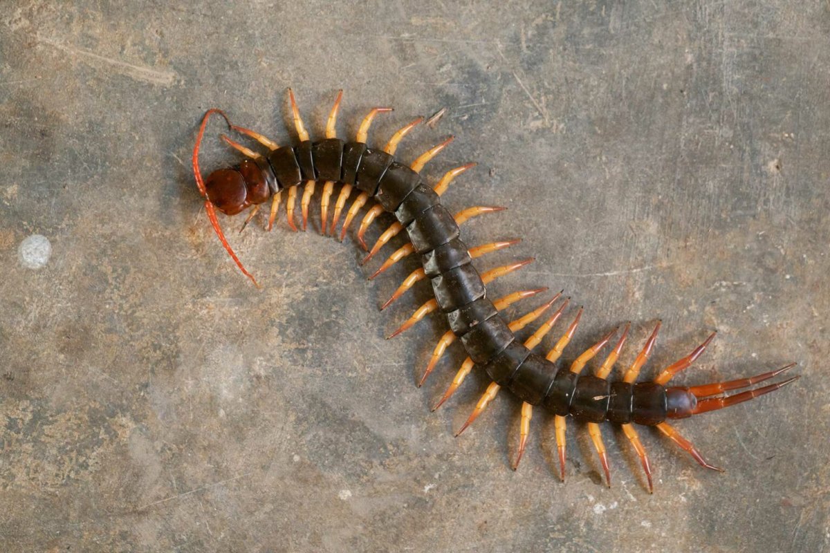 Губоногие многоножки геофилы