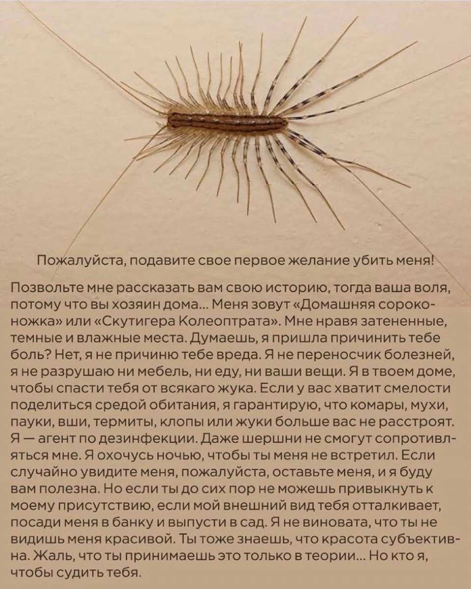 Сколопендра чб