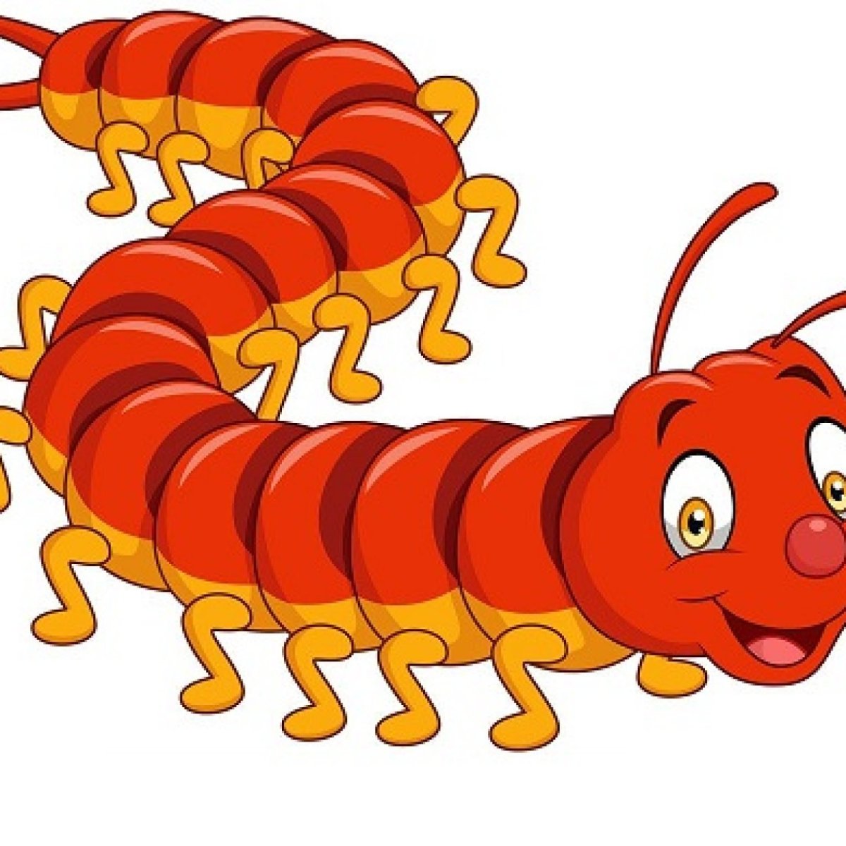 Мокрица сколопендра