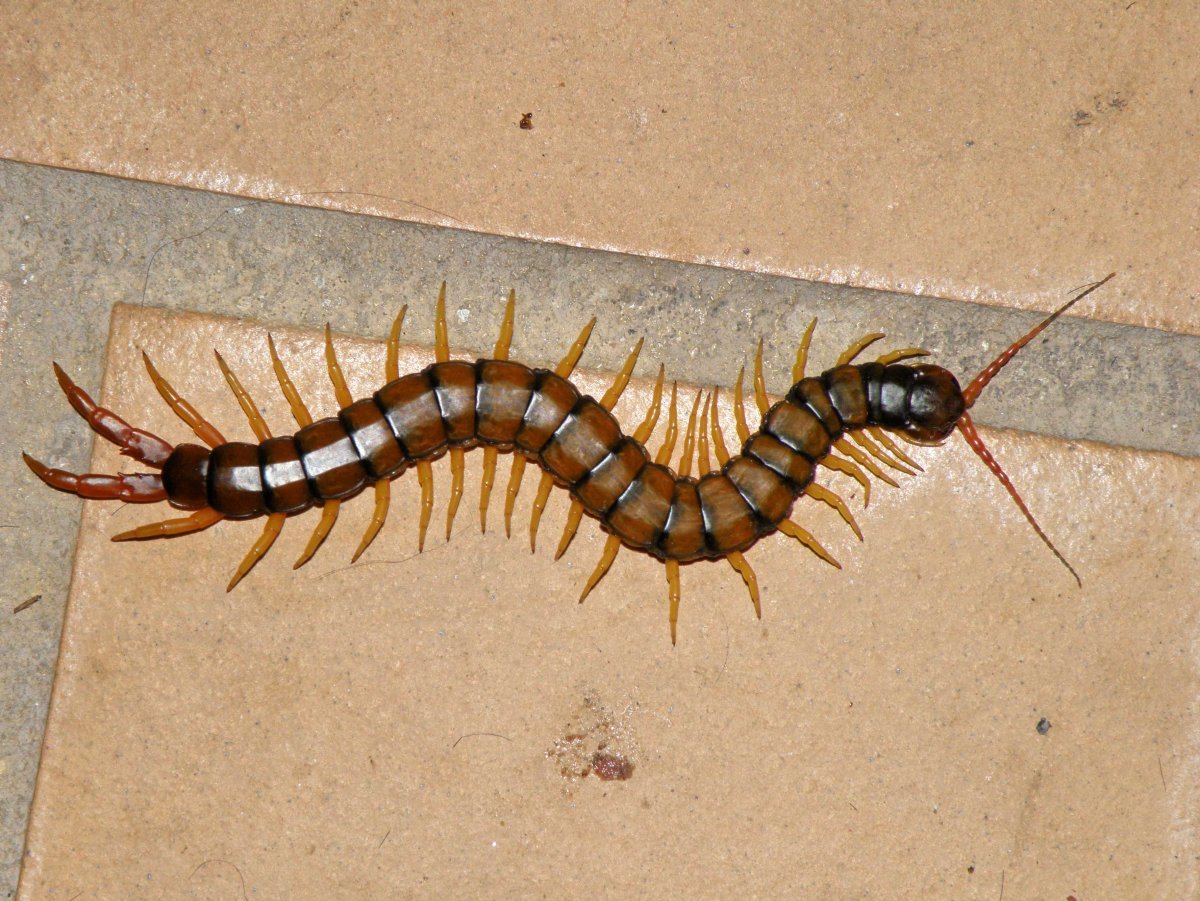 Амазонская гигантская многоножка