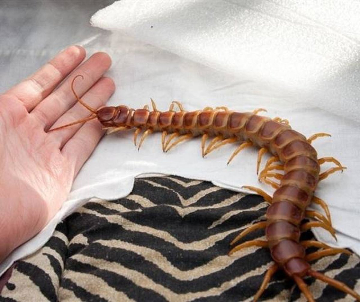 Многоножка-Многосвяз Дмитриева