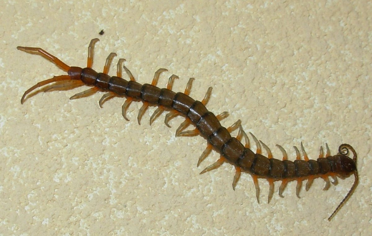 Старая сороконожка мертвая