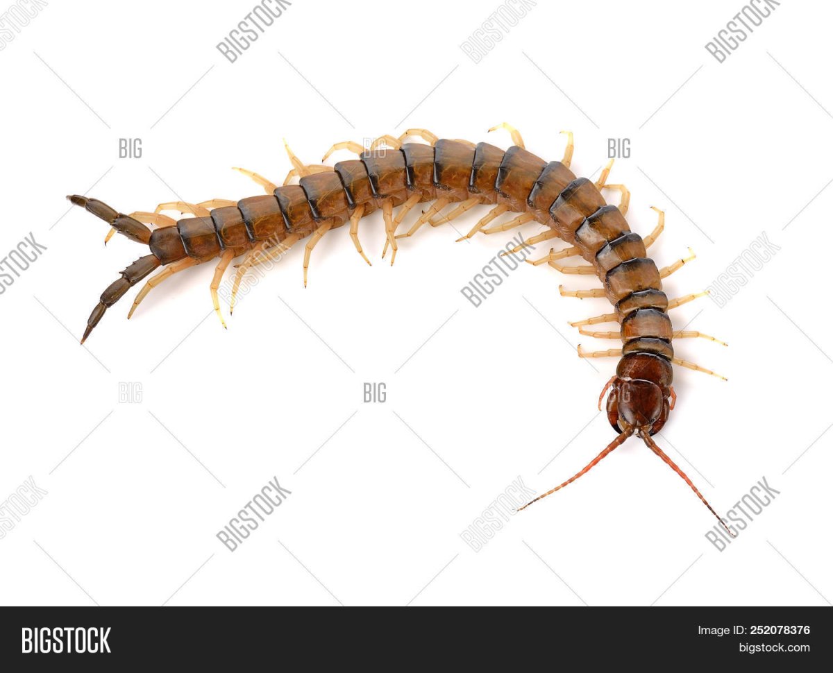 Хвост многоножки