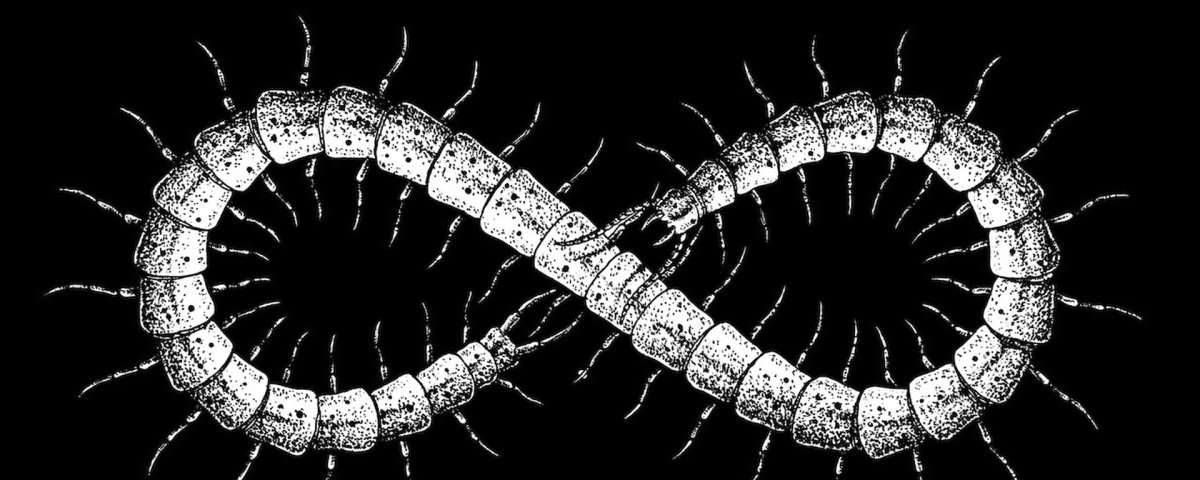 Многоножка диплопода