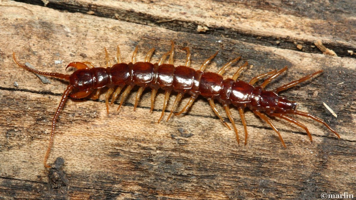 Сороконожка коричневая с рыже оранжевыми лапками