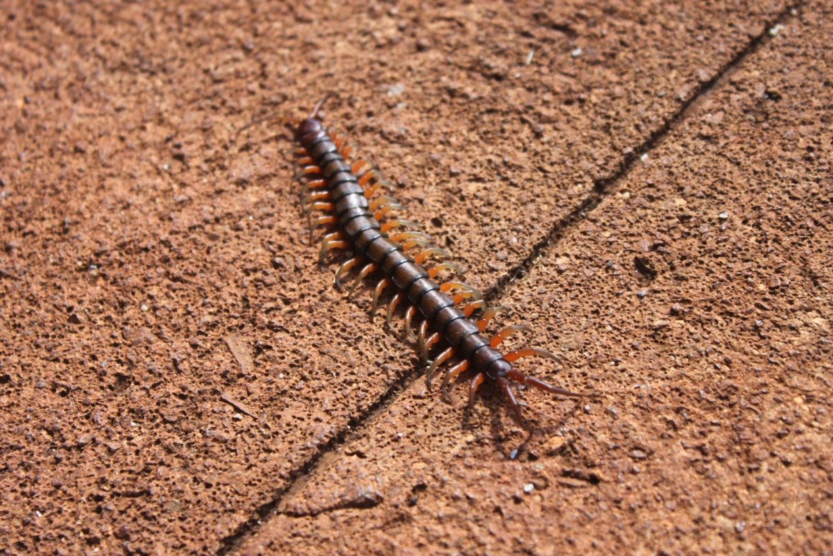 Губоногие многоножки геофилы