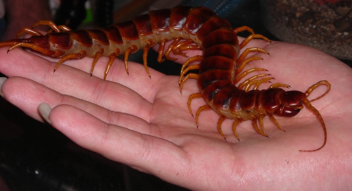Многоножка Millipede