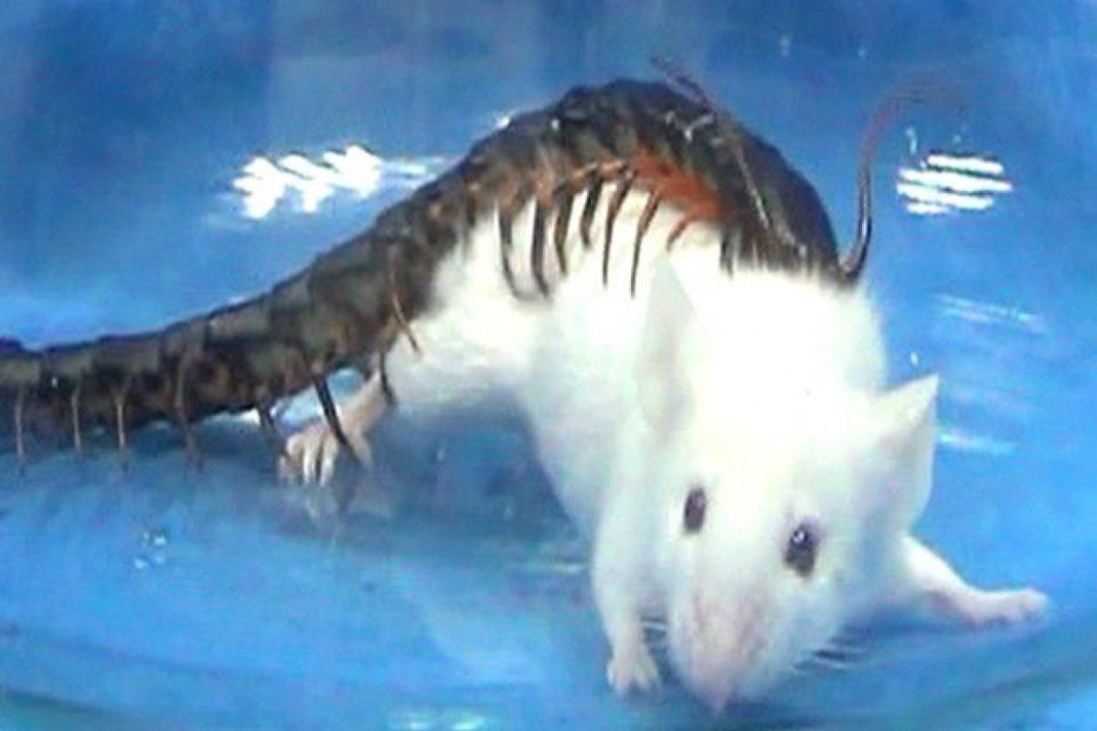 Scolopendra polymorpha