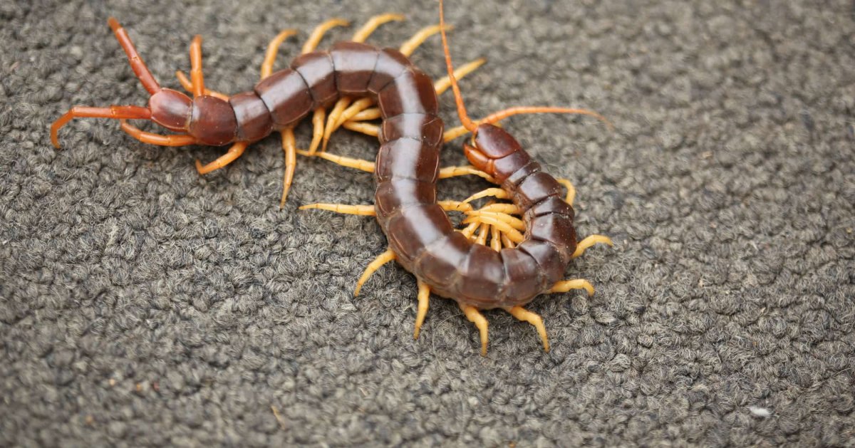 Отрава от сороконожек