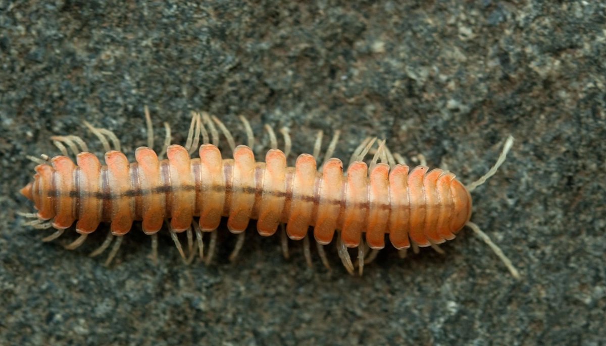 Бронзовка Жук личинка хрущ