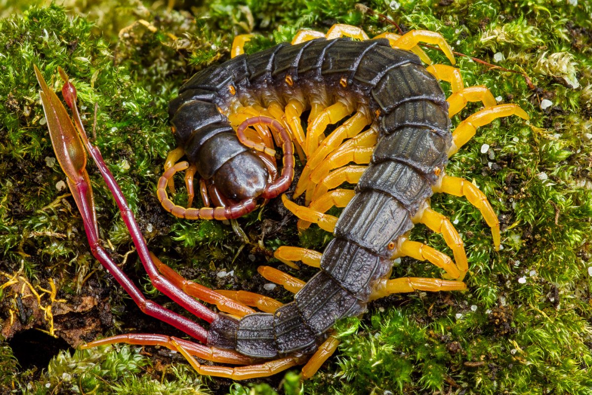 Лопастехвостая сколопендра