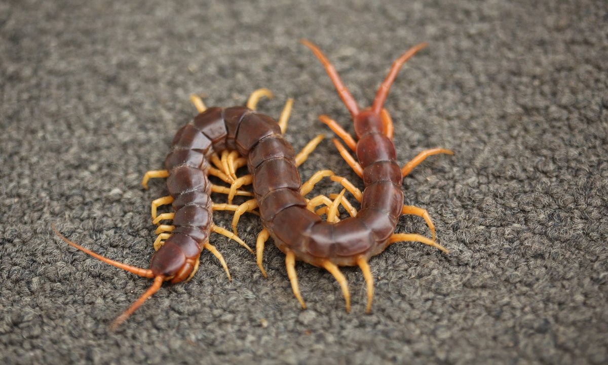 Сколопендра