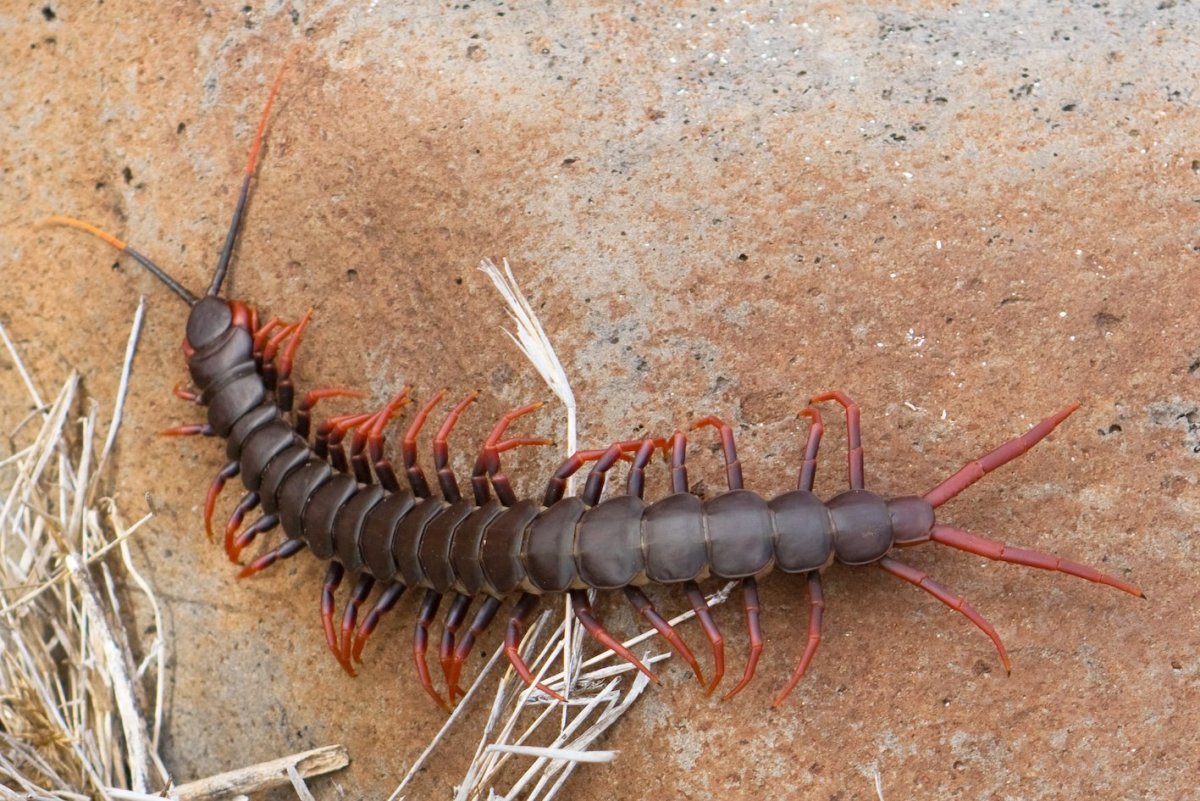 Двухвостка многоножка