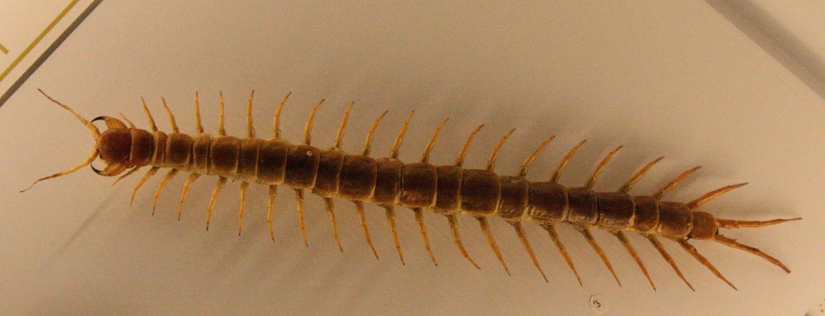 Кивсяк песчаный