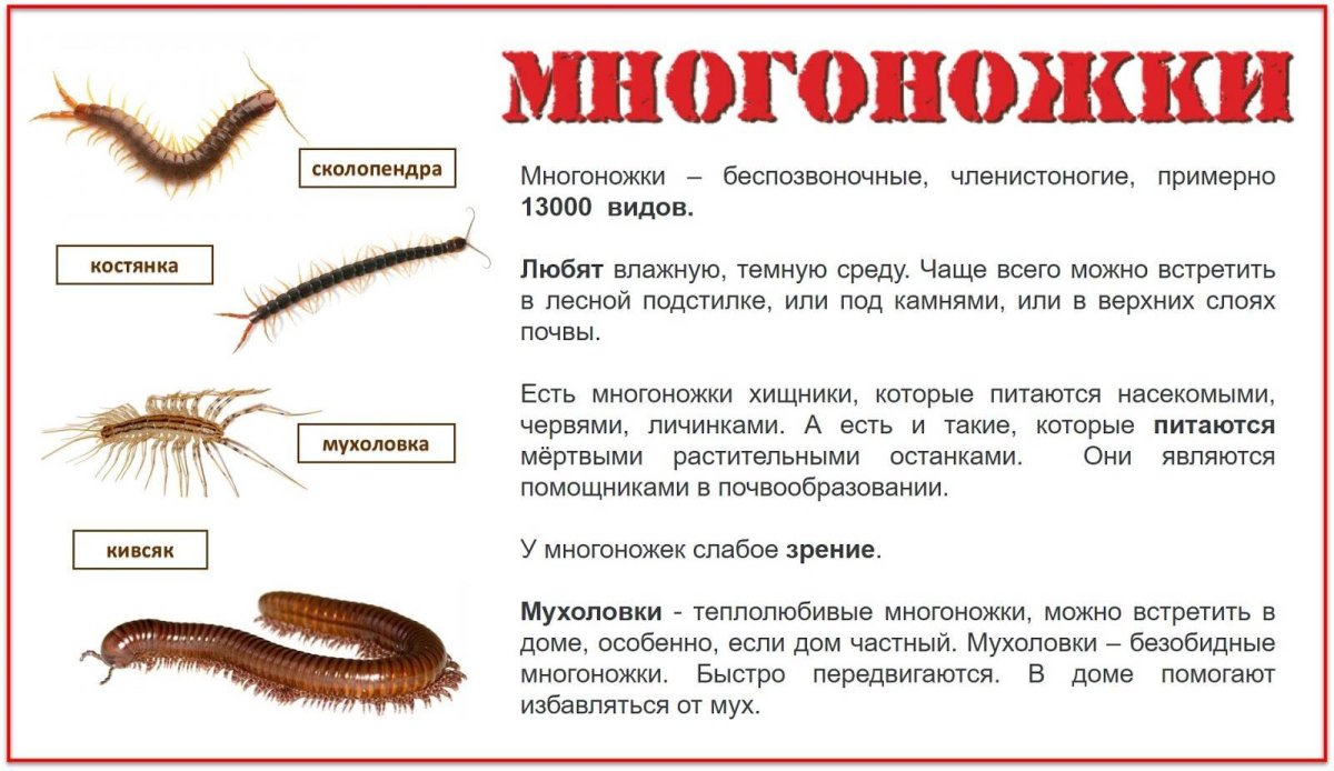 Плоская многоножка