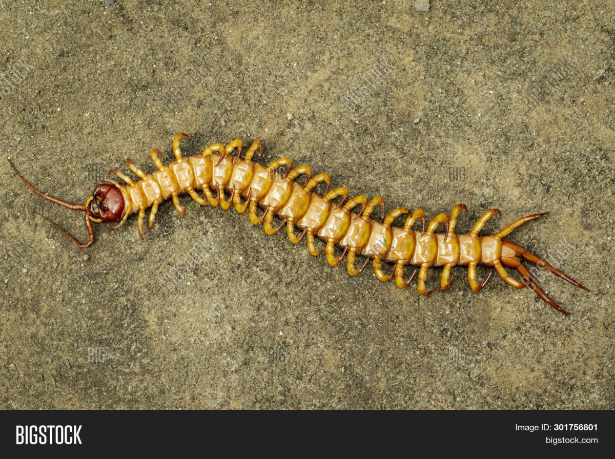 Мадагаскарский кивсяк