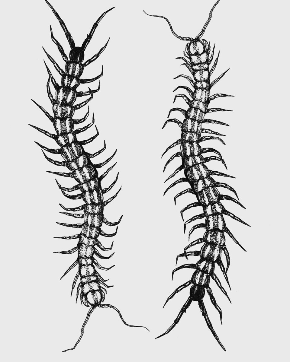 Многоножки силура