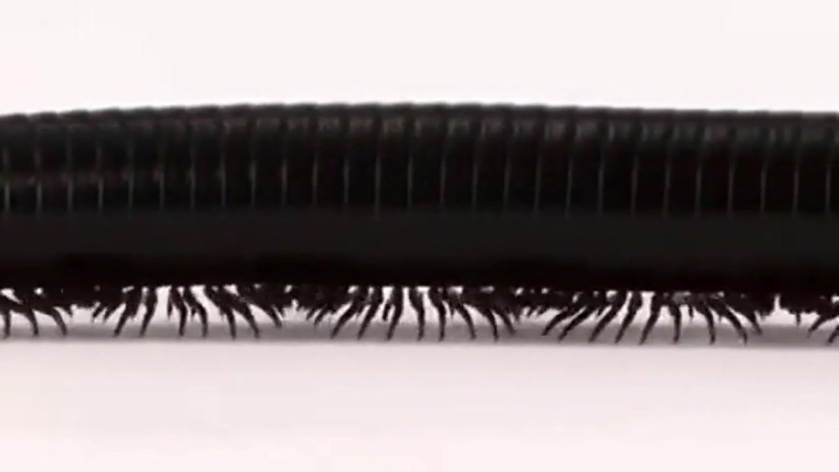 Сколопендра Токийский гуль