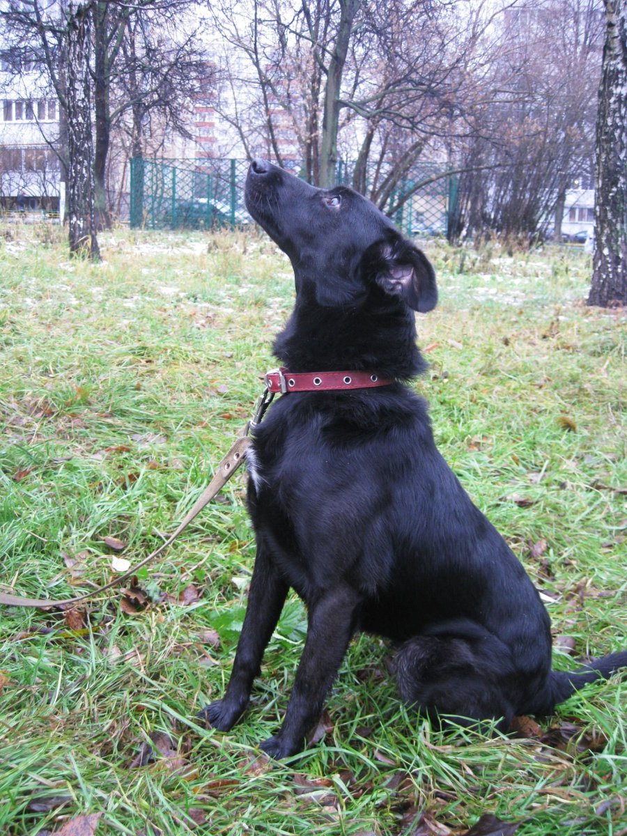 Метис лабрадора и лайки черный