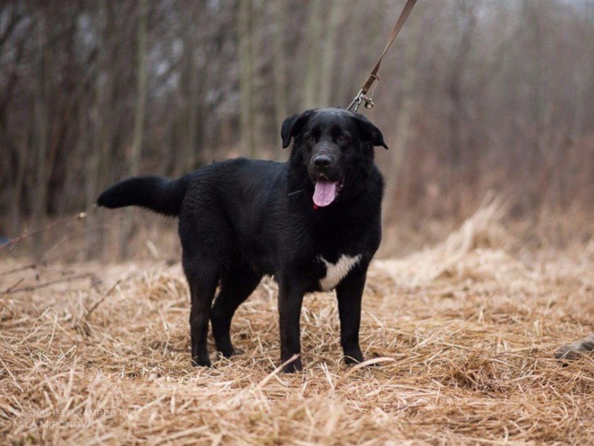 Помесь лабрадора и овчарки
