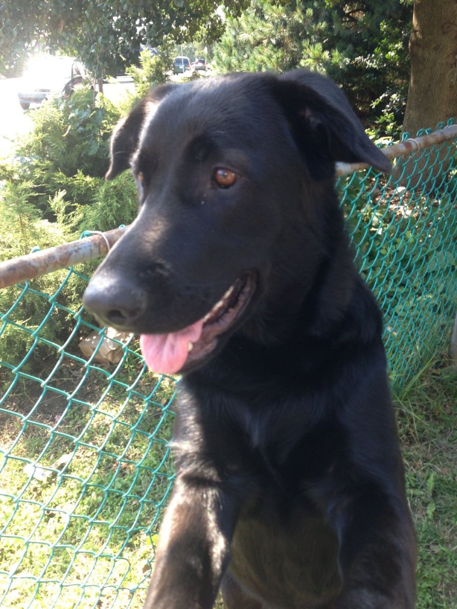 Щенок лабрадора и овчарки