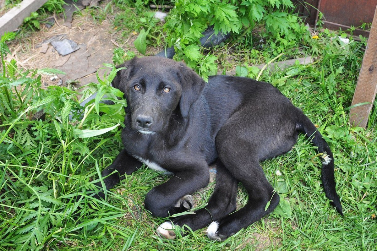 Метис овчарки