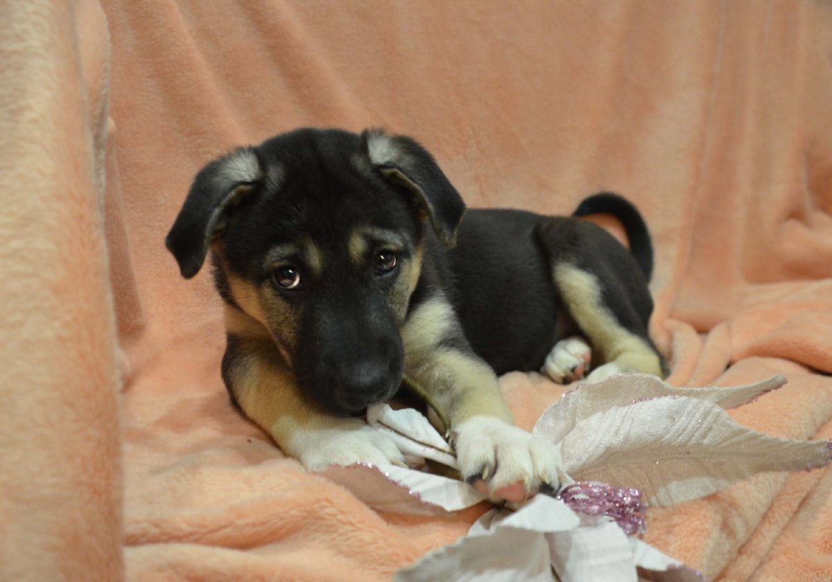 Метис лабрадора и дворняги