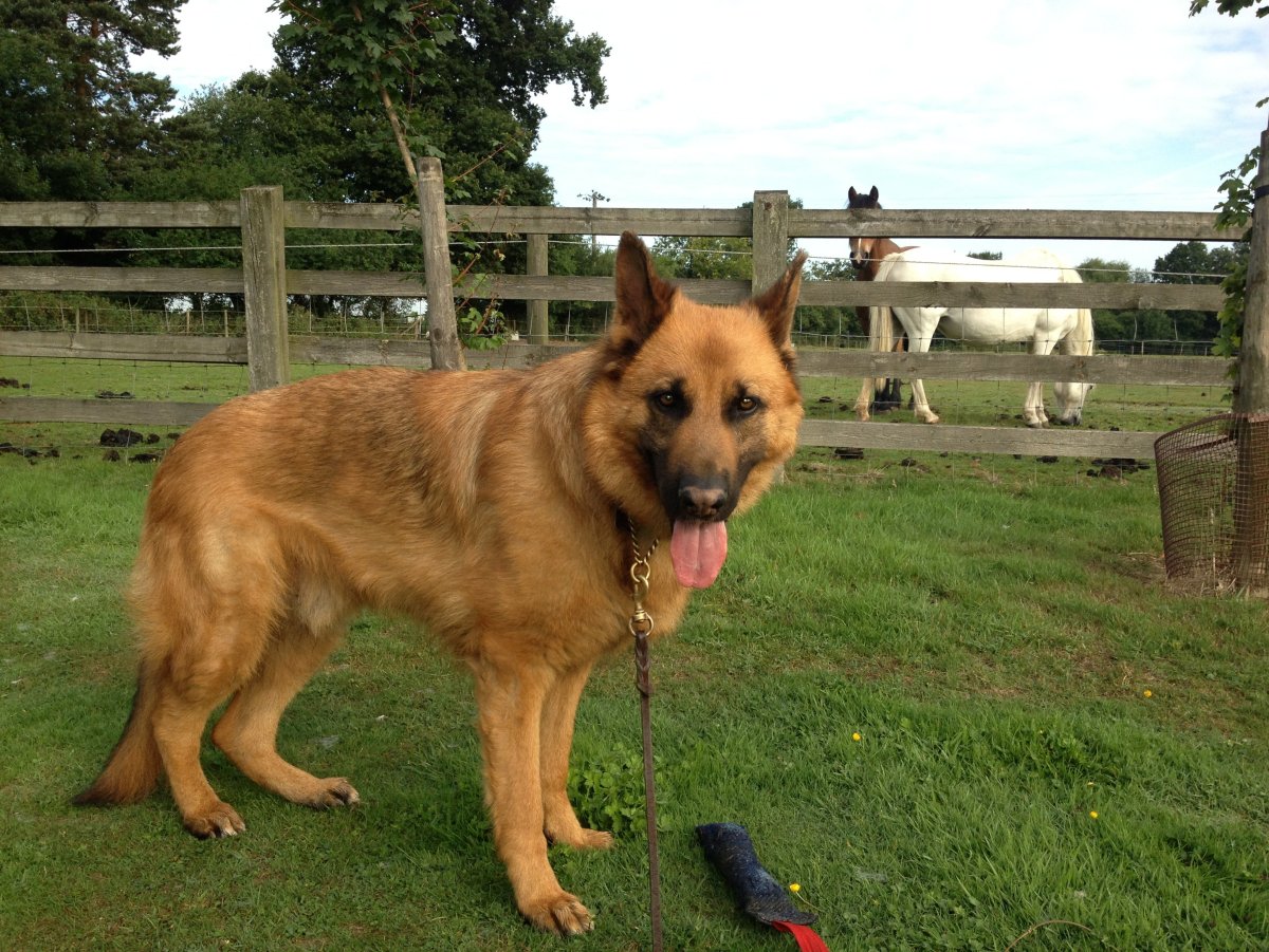 Лабрадор и немецкая овчарка