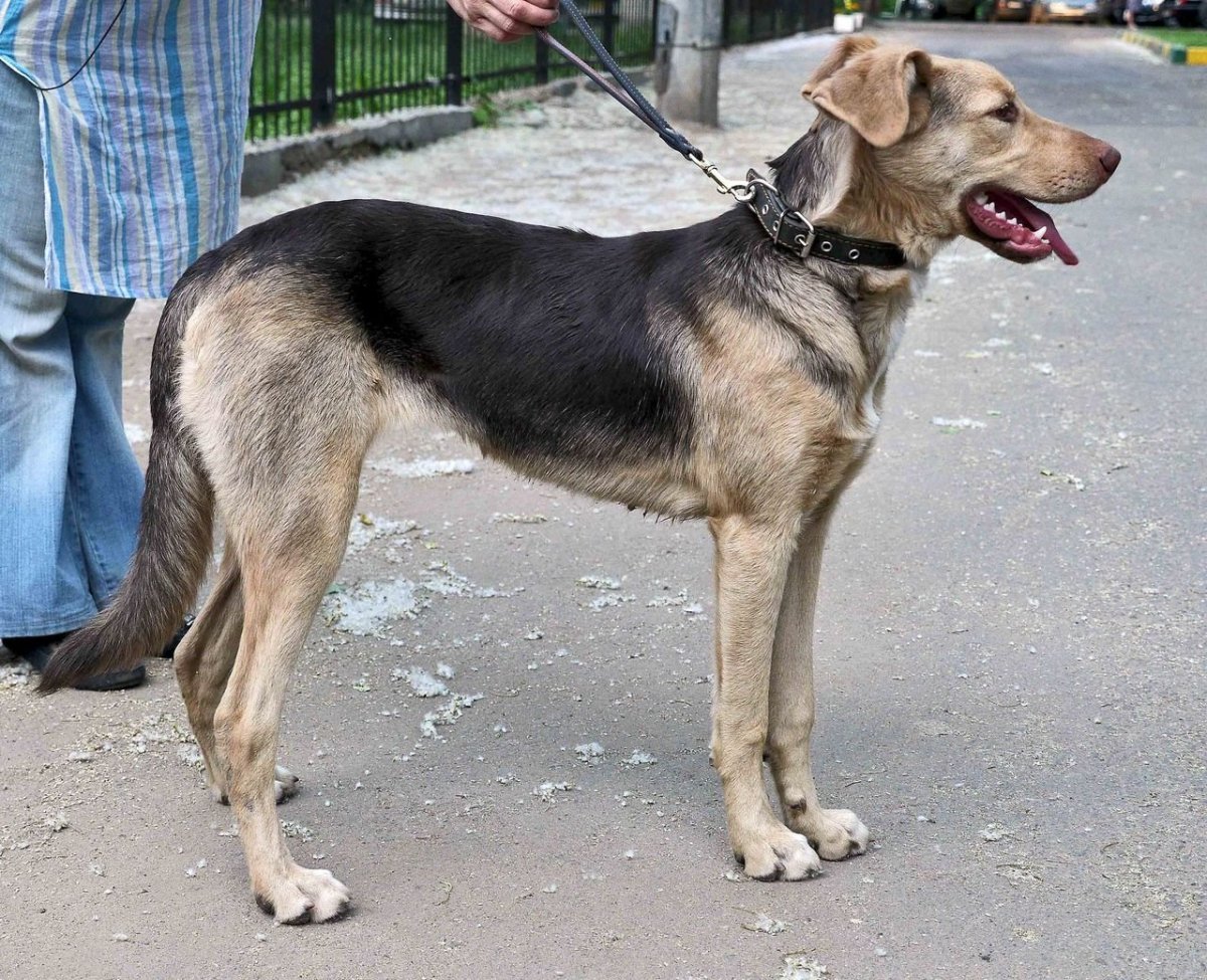 Порода собаки метис черный