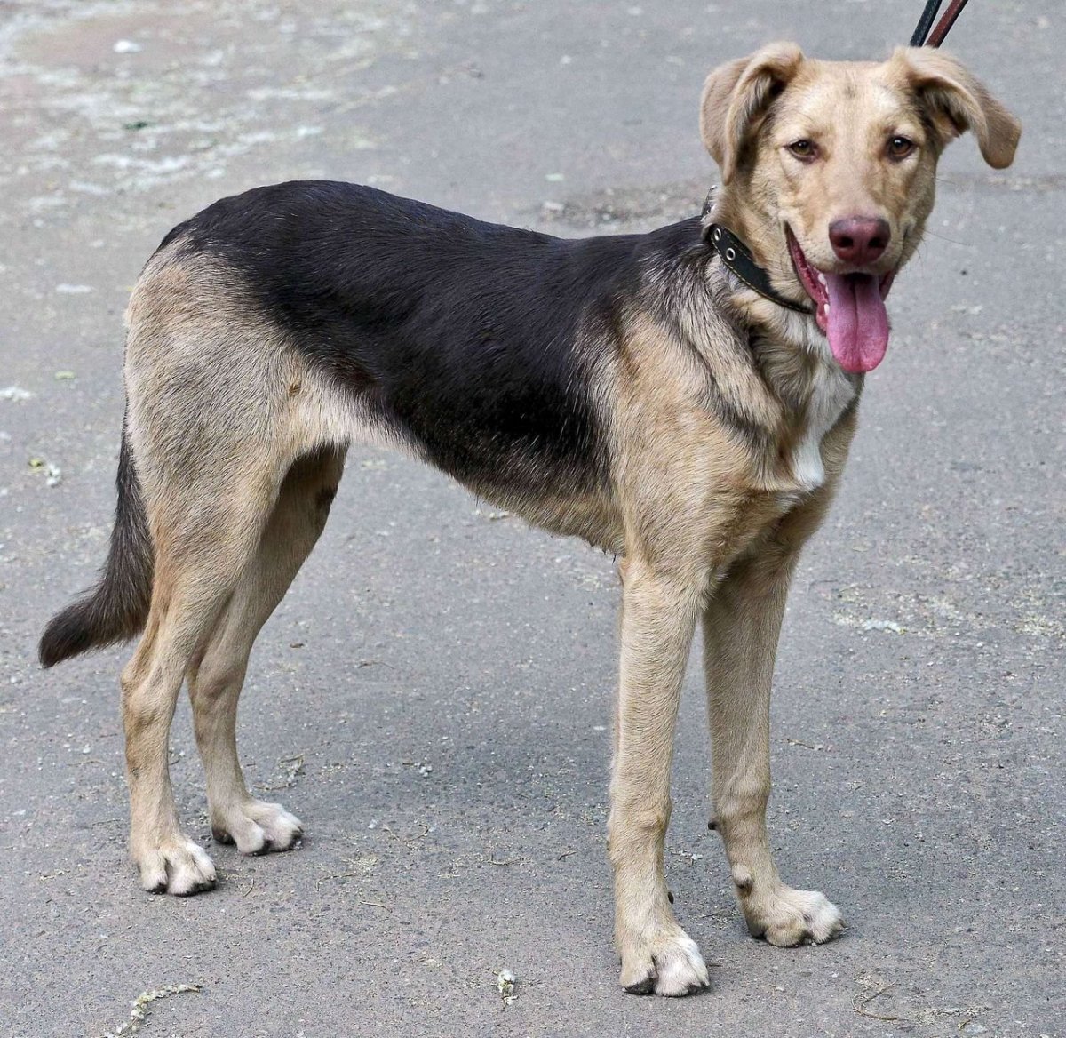 Метис лабрадора и дворняги