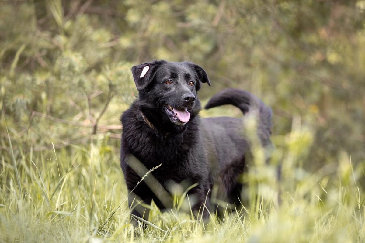 Помесь ретривера и овчарки