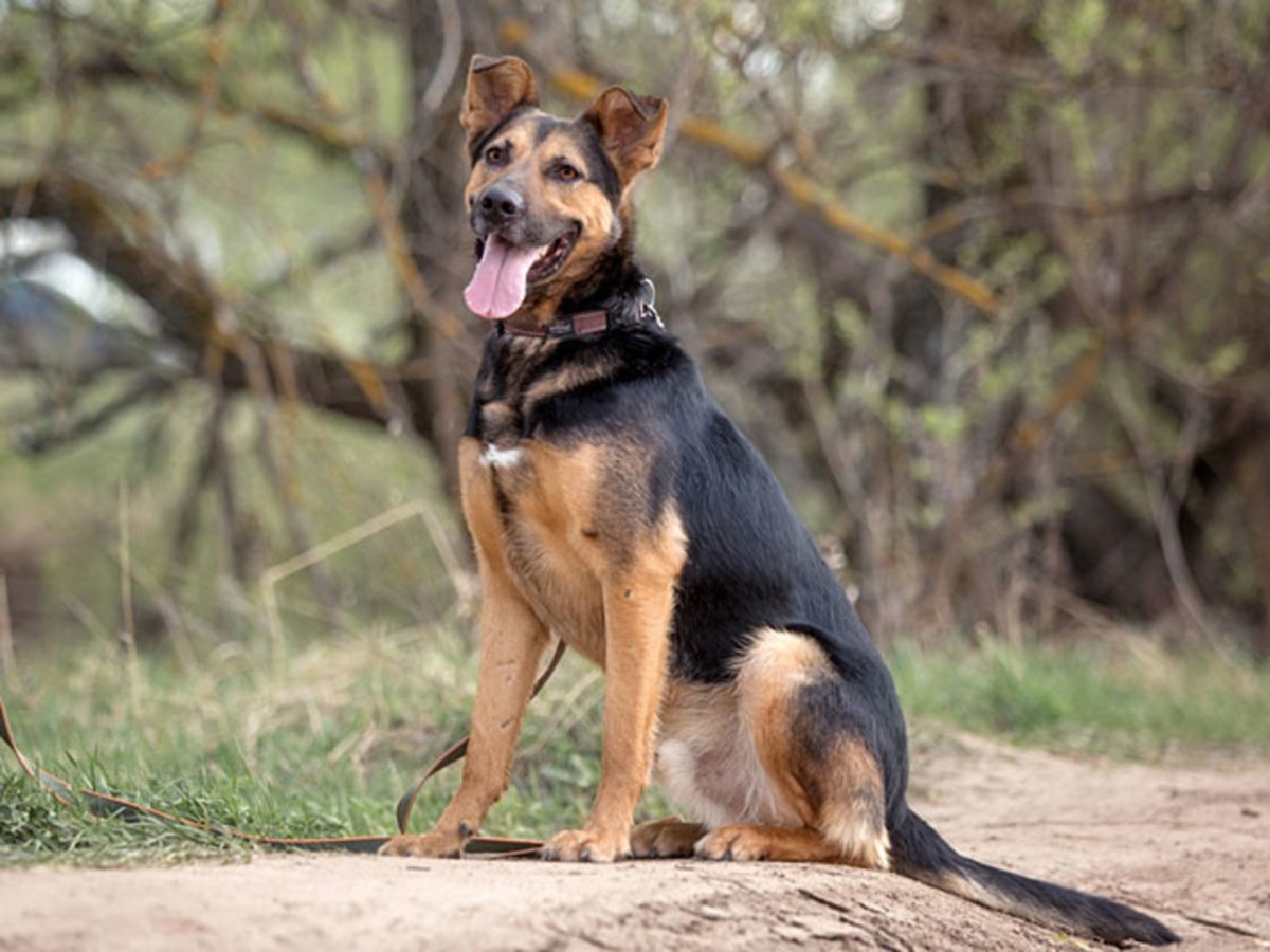 Метис лабрадора и дворняги