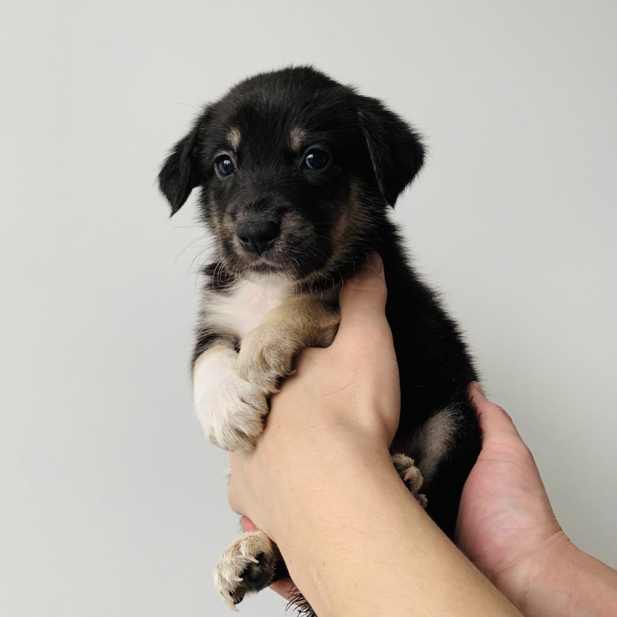 Помесь ньюфаундленда и лабрадора