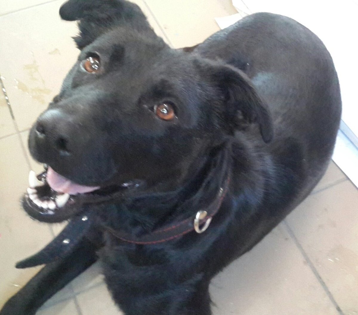 Метис лабрадора и овчарки черный