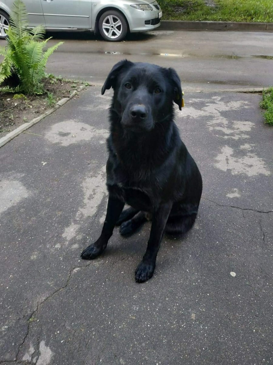 Метис лабрадора и дворняги