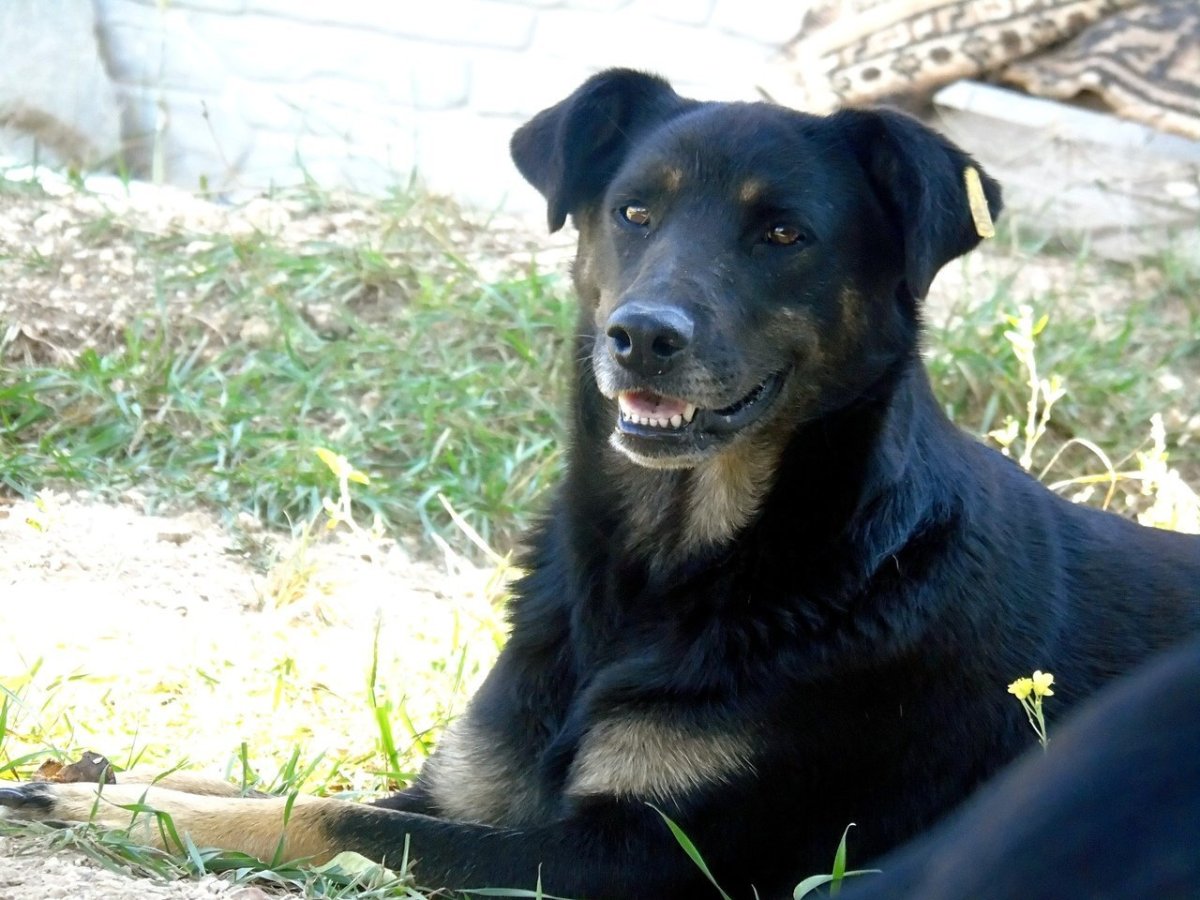Бельгийская овчарка черная гладкошерстная