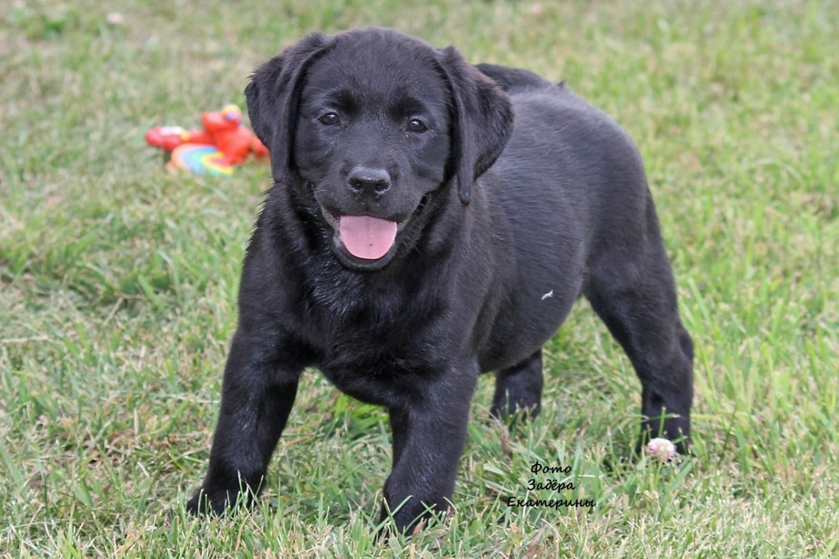 Лабрадор ретривер с овчаркой