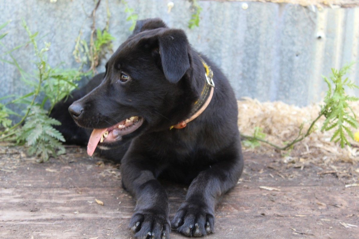 Лабрадор метис черный