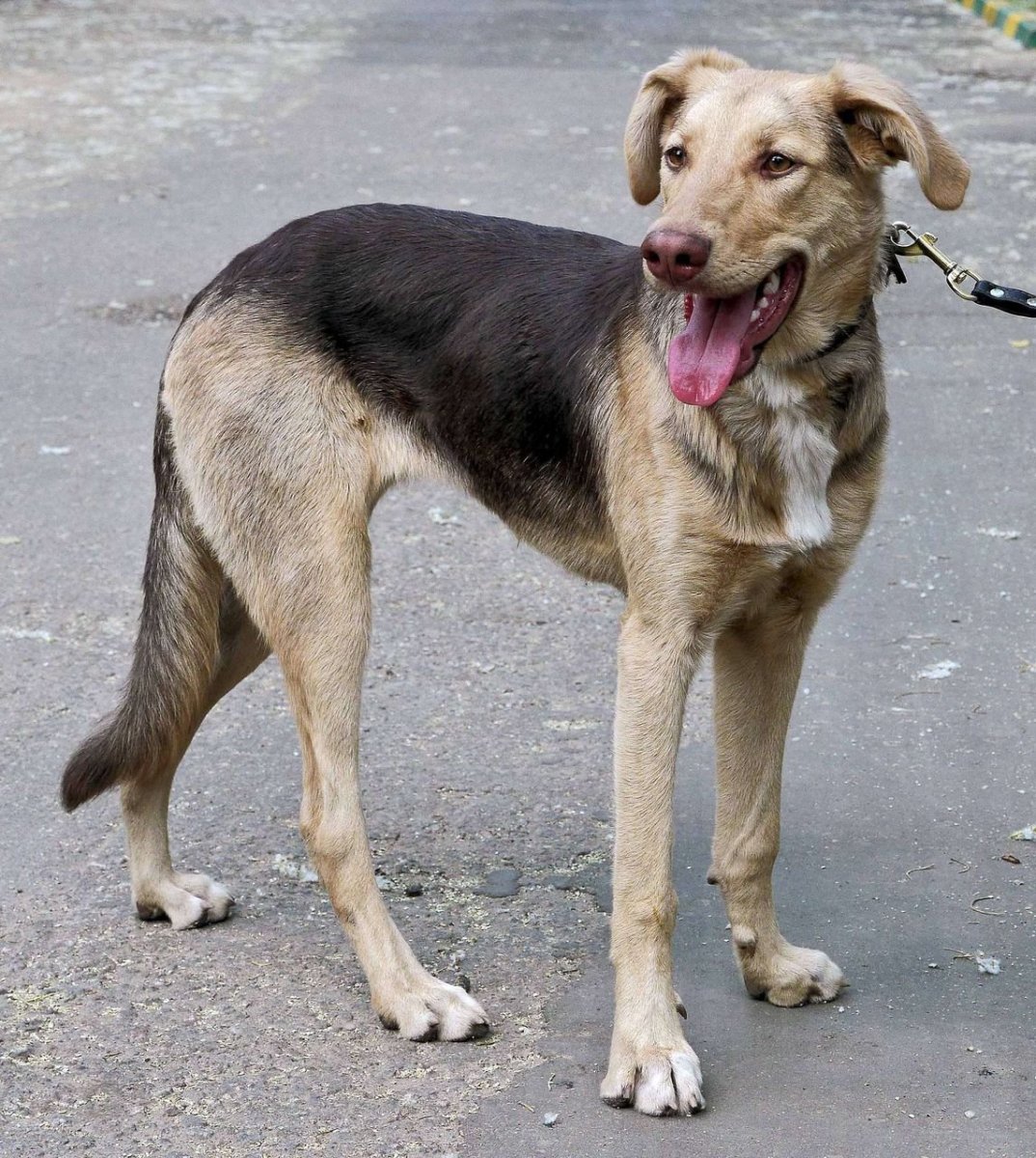 Лабрадор ретривер с овчаркой