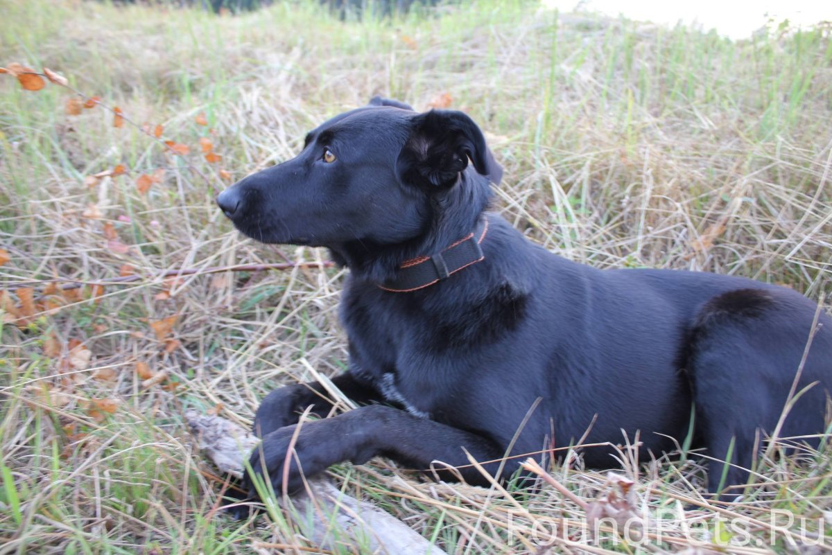 Лабрадор и немецкая овчарка