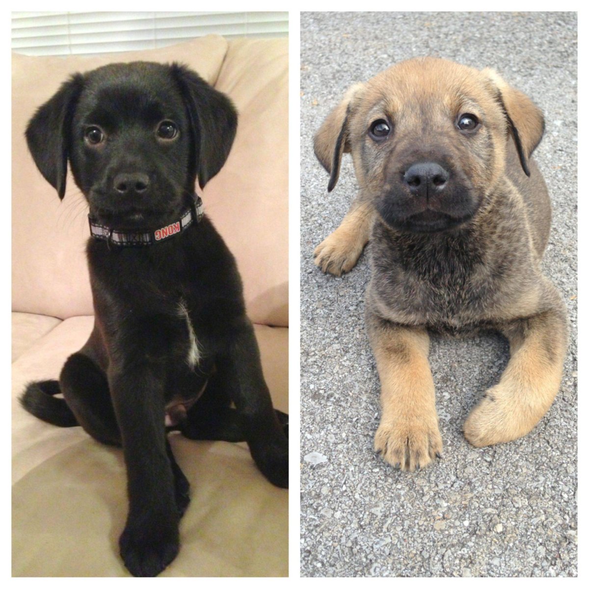 Черные собаки