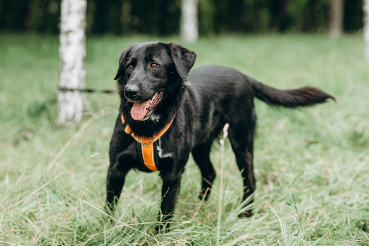 Помесь лабрадора