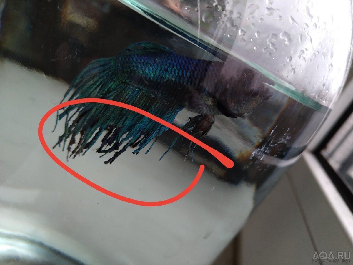 Неразлучники попугаи